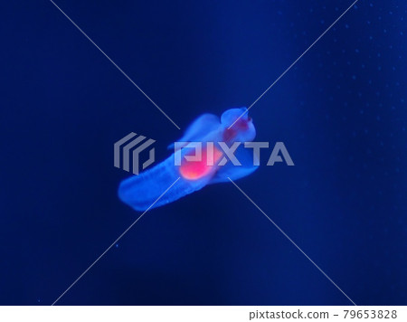 Shiretoko Fairy Clione Shiretoko Fairy Clione 79653828