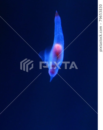 Shiretoko Fairy Clione Shiretoko Fairy Clione 79653830
