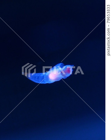 Shiretoko Fairy Clione Shiretoko Fairy Clione 79653833