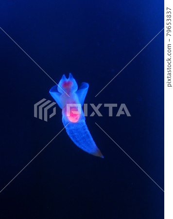 Shiretoko Fairy Clione Shiretoko Fairy Clione 79653837