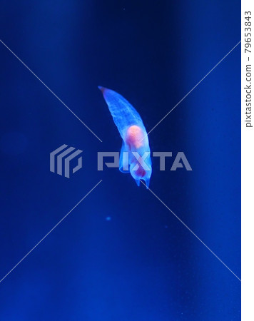 Shiretoko Fairy Clione Shiretoko Fairy Clione 79653843