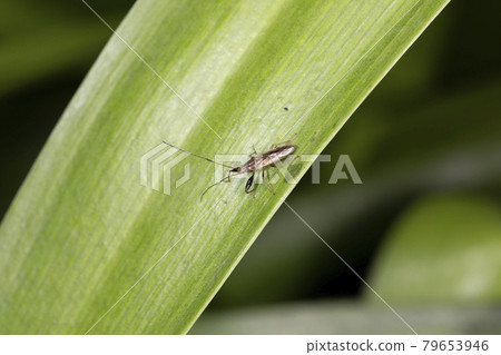 布朗蟲 布朗蟲 79653946