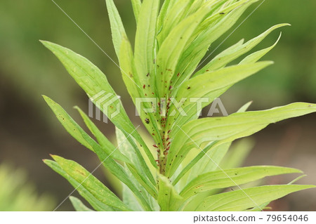 Seitaka Awadachisou Higenaga 蚜蟲和 Himekamenokotento Seitaka Awadachisou Higenaga 蚜蟲和 Himekamenokotento 79654046