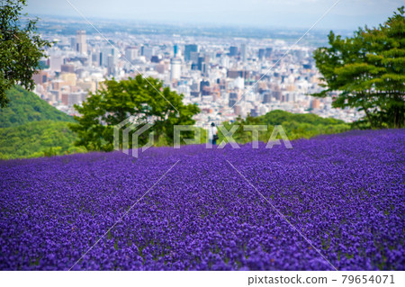 Hokkaido Sapporo City Horomi Rin Lavender Hokkaido Sapporo City Horomi Rin Lavender 79654071