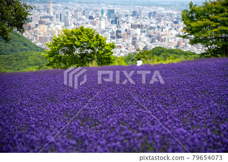 Hokkaido Sapporo City Horomi Rin Lavender Hokkaido Sapporo City Horomi Rin Lavender 79654073