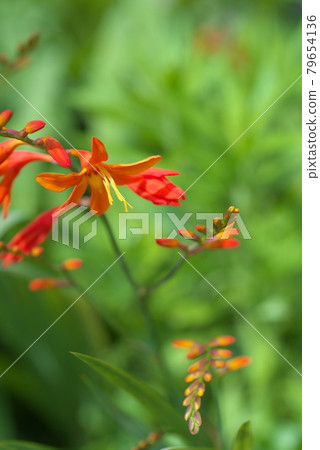 Montbretia [green background] 79654136