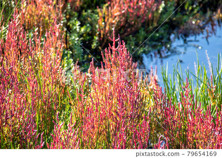 沙灘上的紅色植物 沙灘上的紅色植物 79654169