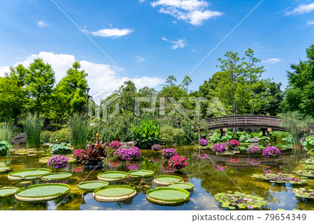 Kusatsu City, Shiga Prefecture Aquatic Botanical Park Mizunomori Water Garden Hanakage no Ike 79654349