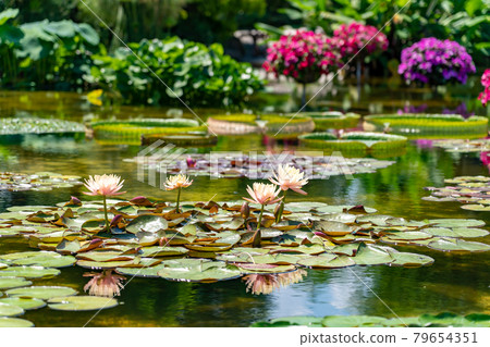 滋賀縣草津市 水生植物園 水之森水上花園 花影之池 79654351