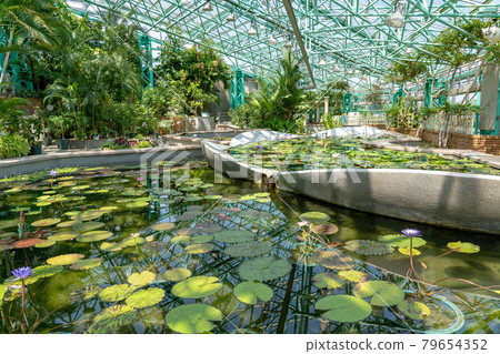 Kusatsu City, Shiga Prefecture Aquatic Botanical Park Mizunomori Greenhouse Water lotus flower floating in the pond of Lotus Building Kusatsu City, Shiga Prefecture Aquatic Botanical Park Mizunomori Greenhouse Water lotus flower floating in the pond of Lotus Building 79654352