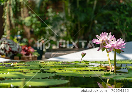 Kusatsu City, Shiga Prefecture Aquatic Botanical Park Mizunomori Greenhouse Lotus Flower Floating in the Pond of Lotus Building 79654353