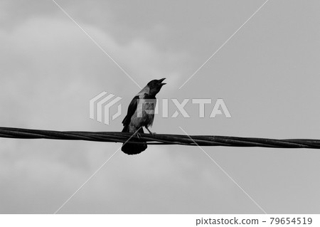 birds sit on electrical wires through which current flows birds sit on electrical wires through which current flows 79654519