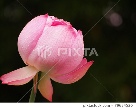 蓮花蓮花 蓮花蓮花 79654520