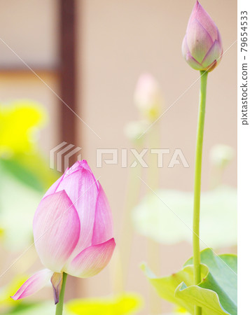 Lotus flower Lotus 79654533
