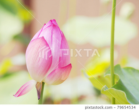 蓮花蓮花 蓮花蓮花 79654534