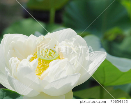 蓮花蓮花 蓮花蓮花 79654535