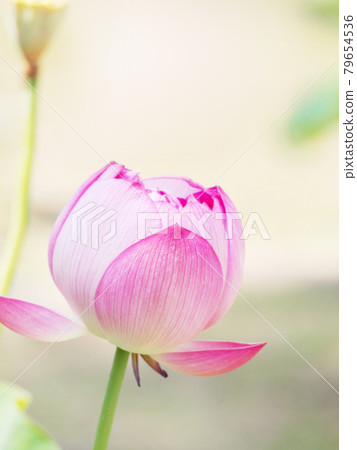 Lotus flower Lotus 79654536