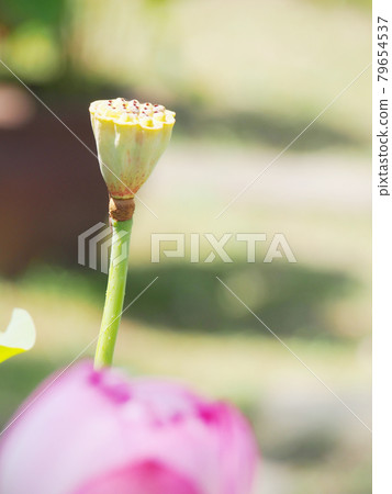 蓮花蓮花 蓮花蓮花 79654537