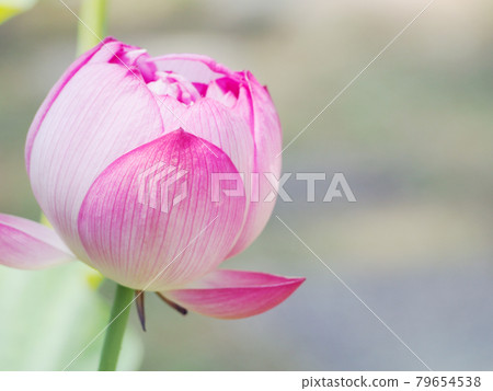 蓮花蓮花 蓮花蓮花 79654538