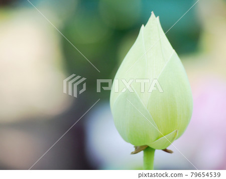 蓮花蓮花 蓮花蓮花 79654539