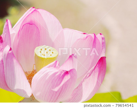 Lotus flower Lotus 79654541