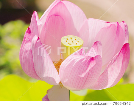 Lotus flower Lotus 79654542