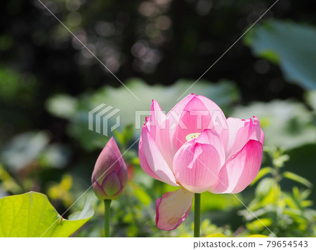 Lotus flower Lotus 79654543