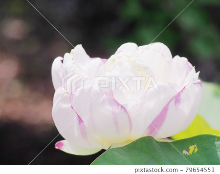 蓮花蓮花 蓮花蓮花 79654551