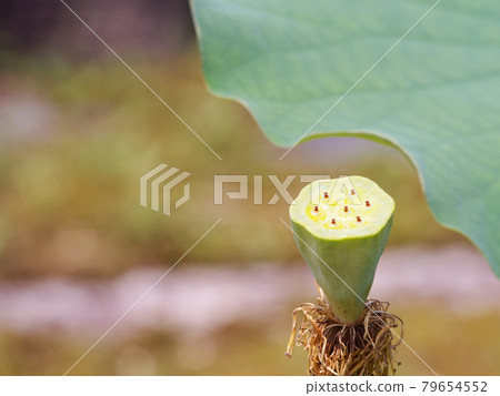 蓮花蓮花 79654552