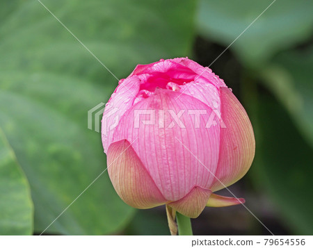 蓮花蓮花 蓮花蓮花 79654556