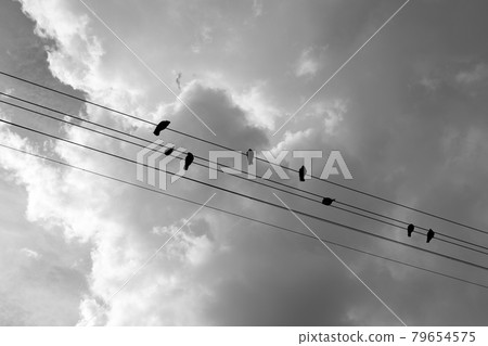 birds sit on electrical wires through which current flows birds sit on electrical wires through which current flows 79654575