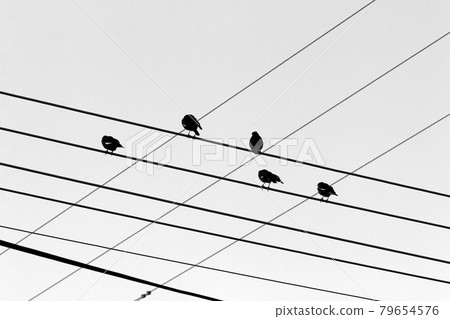 birds sit on electrical wires through which current flows birds sit on electrical wires through which current flows 79654576