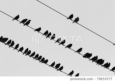 birds sit on electrical wires through which current flows birds sit on electrical wires through which current flows 79654577