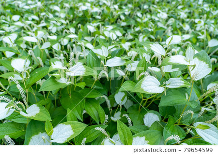 A herd of Saururus chinensis blooming in early summer 79654599