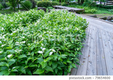 Saururus chinensis clusters and wooden paths that bloom in early summer 79654600