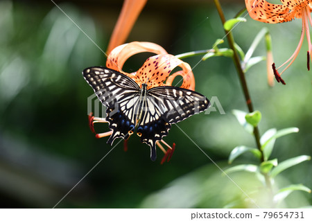 燕尾和虎百合 79654731