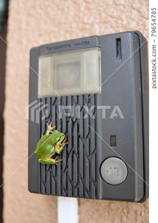 樹蛙緊貼前門鈴鐺 樹蛙緊貼前門鈴鐺 79654785