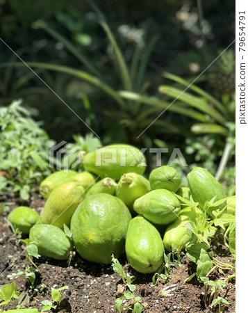 healthy, fresh group of green skin raw fruit papaya in the garden healthy, fresh group of green skin raw fruit papaya in the garden 79654791