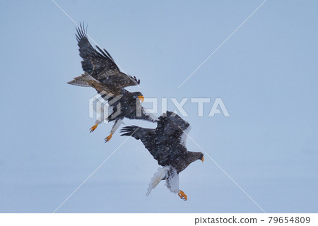 在雪中戰鬥的虎頭海雕 79654809
