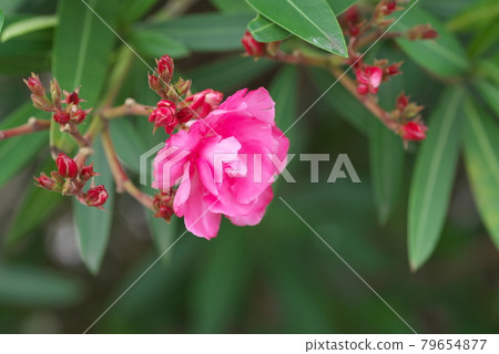 Oleander [green background] 79654877