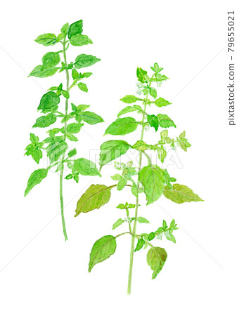 Melissa officinalis lemon balm 79655021