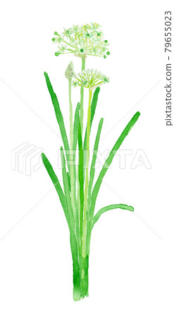 Allium tuberosum leek flower Allium tuberosum leek flower 79655023