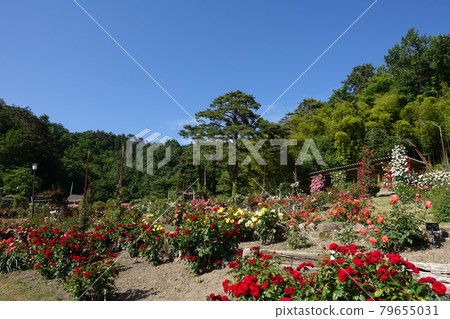 Rose Rose Rose Higashizawa Rose Park Rose Rose Rose Higashizawa Rose Park 79655031