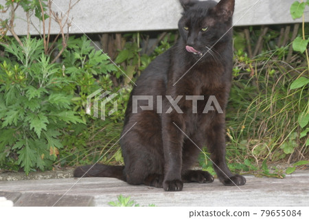 Stray cat Yokohama Kanai promenade Stray cat Yokohama Kanai promenade 79655084