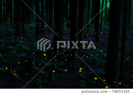 Hotaria parvula flying like crawling in the forest (Kumakogen Town) 79655165