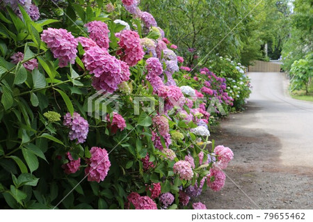 仙台山古寺四福寺的繡球花 79655462