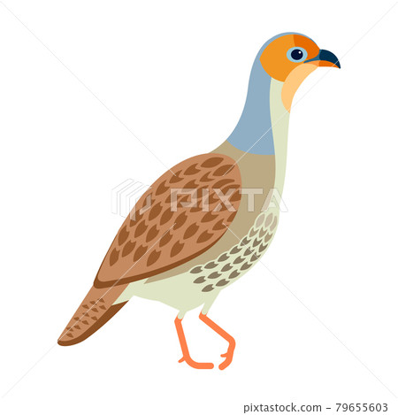 Grey francolin is a species of francolin. Francolinus pondicerianus. Cartoon, flat style character of ornithology, vector illustration isolated on white background 79655603