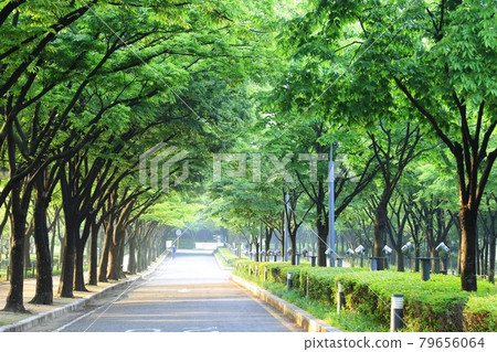 Beautiful road, path, walking trail Beautiful road, path, walking trail 79656064
