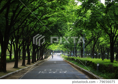 Beautiful road, path, walking trail Beautiful road, path, walking trail 79656075