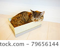 Cat boxed sleeping face 79656144